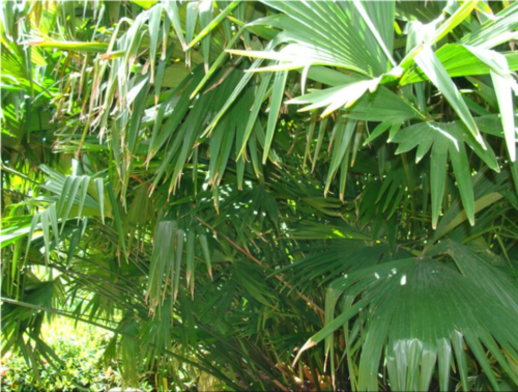 palmier toquilla