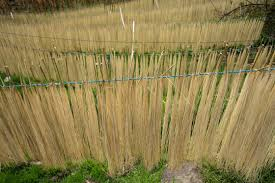 Sechage Fibre Paille Panama